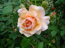 William Morris rose photo