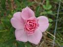 John Davis rose photo