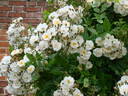 Fontaine des Loups rose photo