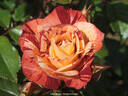 Poséidon rose photo