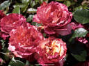 Poséidon rose photo