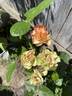Sheila MacQueen rose photo