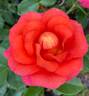 Rise Up Emberays™ rose photo