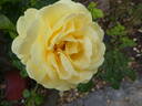 Marco Polo rose photo