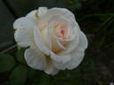 Gräfin Elke zu Rantzau rose photo