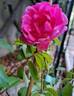 Bee's Paradise ® Pink rose photo