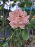 Oxford rose photo