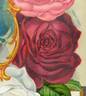 Marion Dingee rose photo