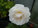 Gräfin Elke zu Rantzau rose photo
