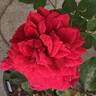 Queen Bee rose photo