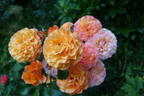 Goldflame rose photo