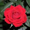 Apache Kordana rose photo