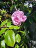 Brian Rix rose photo