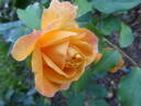 Strike It Rich ™ rose photo
