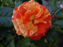 Lollipop rose photo