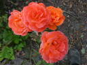 Super Trouper rose photo