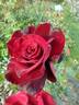 Le Rouge et le Noir rose photo