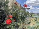 Rock 'N' Roll rose photo