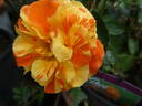 Lollipop rose photo