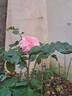 Kiss Me Kate rose photo
