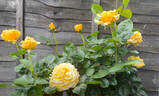 All The Best rose photo
