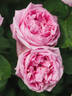 BAR 8602 rose photo