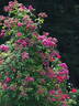 Perfumy Siluetta rose photo