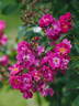 Perfumy Siluetta rose photo