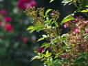 Perfumy Siluetta rose photo
