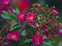 Perfumy Siluetta rose photo