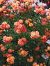 KO 12/4931-02 rose photo