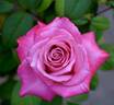 Liz's Charm rose photo
