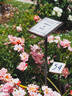 ADAyerema rose photo