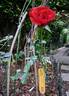 Schwarze Madonna ™ rose photo