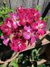 Tom Thumb rose photo