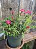 Tom Thumb rose photo