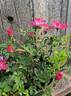 Tom Thumb rose photo