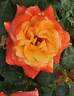 Barry Stephens rose photo