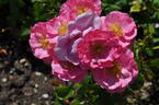 Aramis rose photo