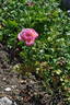 Aramis rose photo
