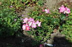 Athos rose photo