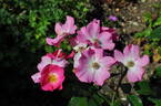 Athos rose photo