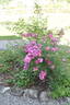 Fontana Geysir rose photo