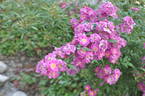 Fontana Geysir rose photo