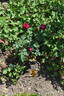 Nachtnymphe rose photo