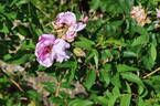 Novotel 2009 rose photo