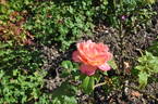 Beresina rose photo