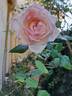 Honoré de Balzac rose photo