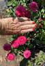Piano rose photo