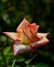 Sunny Sundays rose photo